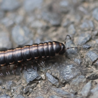 Unidentified Millipede (Diplopoda) at Moruya, NSW - 14 Feb 2024 by LisaH