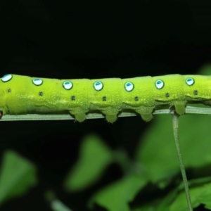 Theretra celata at Capalaba, QLD - 10 Feb 2024