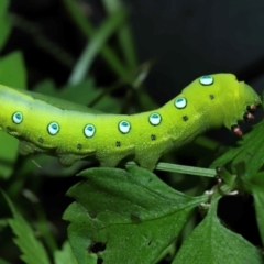 Theretra celata at Capalaba, QLD - 10 Feb 2024