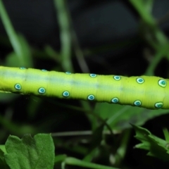 Theretra celata at Capalaba, QLD - 10 Feb 2024