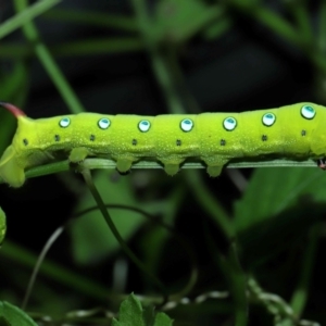 Theretra celata at Capalaba, QLD - 10 Feb 2024