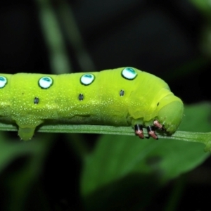 Theretra celata at Capalaba, QLD - 10 Feb 2024