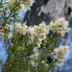 Bursaria spinosa subsp. lasiophylla (Australian Blackthorn) at Nurenmerenmong, NSW - 14 Feb 2024 by MB