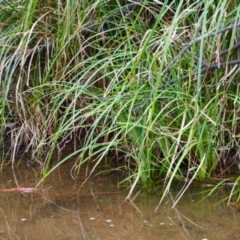 Carex sp. (A Sedge) at Nurenmerenmong, NSW - 14 Feb 2024 by MB