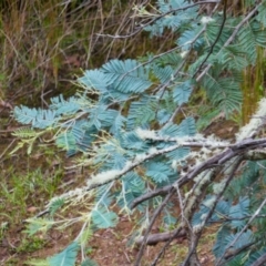 Acacia dealbata (Silver Wattle) at Kosciuszko National Park - 15 Feb 2024 by MB