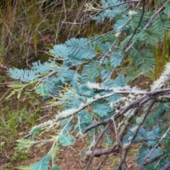 Acacia dealbata (Silver Wattle) at Nurenmerenmong, NSW - 14 Feb 2024 by MB