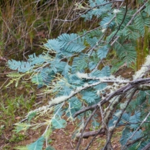 Acacia dealbata at Kosciuszko National Park - 15 Feb 2024
