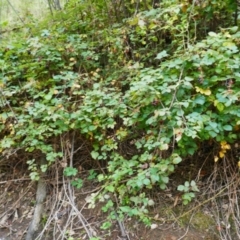 Rubus anglocandicans (Blackberry) at Nurenmerenmong, NSW - 14 Feb 2024 by MB