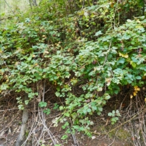 Rubus anglocandicans at Kosciuszko National Park - 15 Feb 2024