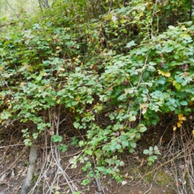 Rubus anglocandicans (Blackberry) at Kosciuszko National Park - 15 Feb 2024 by MB