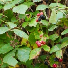 Rubus anglocandicans at Kosciuszko National Park - 15 Feb 2024