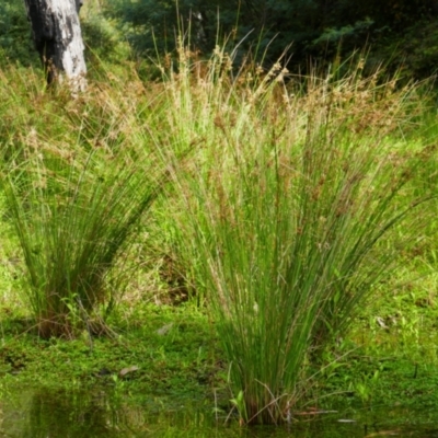 Juncus (genus) (A Rush) at Kosciuszko National Park - 15 Feb 2024 by MB