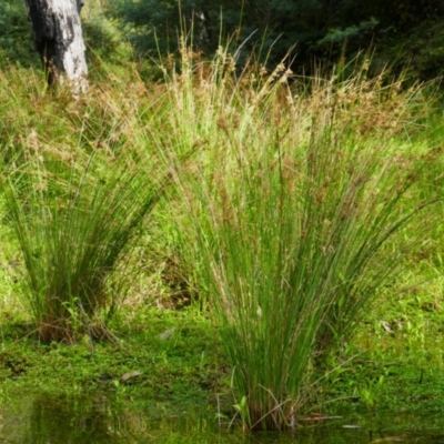 Juncus sp. (A Rush) at Nurenmerenmong, NSW - 14 Feb 2024 by MB