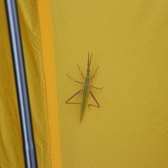 Acrida conica (Giant green slantface) at Kosciuszko National Park - 15 Feb 2024 by MB