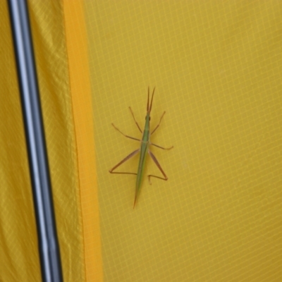 Acrida conica (Giant green slantface) at Kosciuszko National Park - 15 Feb 2024 by MB