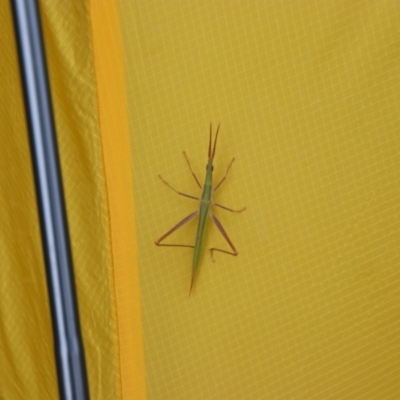 Acrida conica (Giant green slantface) at Nurenmerenmong, NSW - 14 Feb 2024 by MB