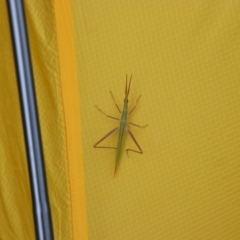 Acrida conica (Giant green slantface) at Nurenmerenmong, NSW - 14 Feb 2024 by MB