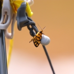 Asura lydia (Lydia Lichen Moth) at Kosciuszko National Park - 14 Feb 2024 by MB