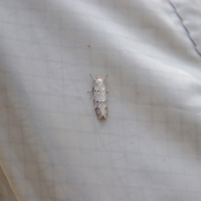 Ericrypsina chorodoxa (A Chezela group moth) at Kosciuszko National Park - 15 Feb 2024 by MB