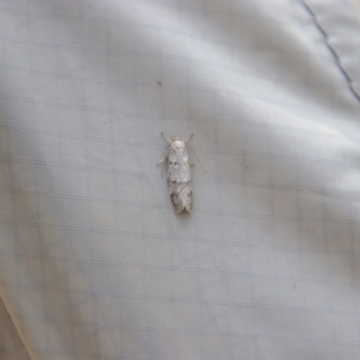 Ericrypsina chorodoxa (A Chezela group moth) at Nurenmerenmong, NSW - 14 Feb 2024 by MB