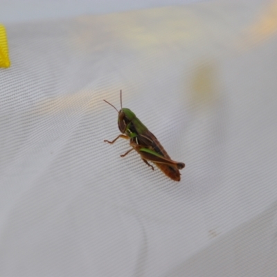 Praxibulus sp. (genus) (A grasshopper) at Nurenmerenmong, NSW - 14 Feb 2024 by MB