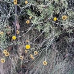 Coronidium monticola (Mountain Button Everlasting) at Namadgi National Park - 14 Feb 2024 by JaneR