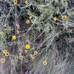 Coronidium monticola (Mountain Button Everlasting) at Uriarra Village, ACT - 14 Feb 2024 by JaneR