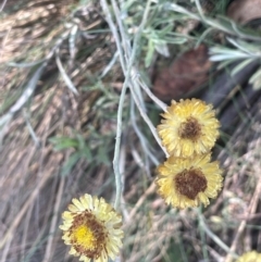 Coronidium monticola at Namadgi National Park - 14 Feb 2024