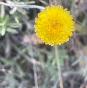 Coronidium monticola at Namadgi National Park - 14 Feb 2024