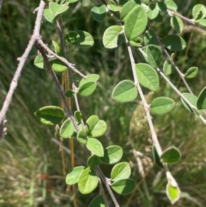 Cotoneaster pannosus at Brindabella National Park - 14 Feb 2024