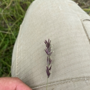 Eragrostis elongata at Gundaroo, NSW - 15 Feb 2024