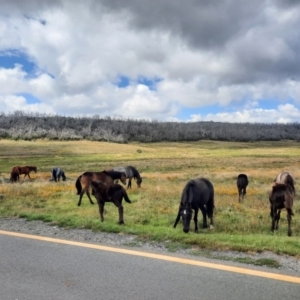 Equus caballus at Kosciuszko National Park - suppressed