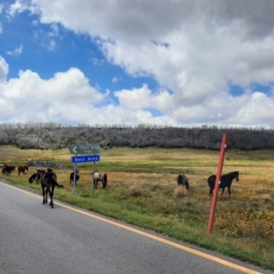 Equus caballus at Kosciuszko National Park - suppressed