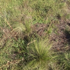 Nassella trichotoma (Serrated Tussock) at Mount Majura - 15 Feb 2024 by waltraud