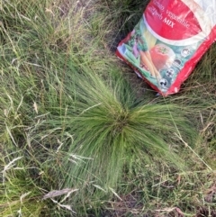 Nassella trichotoma (Serrated Tussock) at The Fair, Watson - 15 Feb 2024 by waltraud