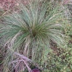 Nassella trichotoma (Serrated Tussock) at Watson, ACT - 15 Feb 2024 by waltraud