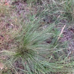 Nassella trichotoma (Serrated Tussock) at Watson, ACT - 15 Feb 2024 by waltraud