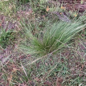 Nassella trichotoma at Mount Majura - 15 Feb 2024