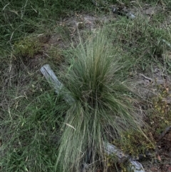 Nassella trichotoma at Mount Majura - 15 Feb 2024