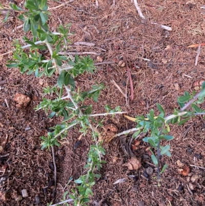 Lycium ferocissimum (African Boxthorn) at The Fair, Watson - 15 Feb 2024 by waltraud