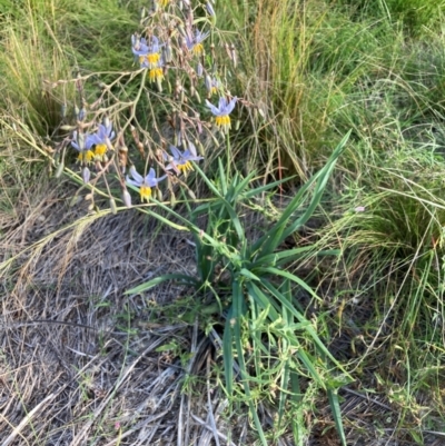 Dianella sp. aff. longifolia (Benambra) (Pale Flax Lily, Blue Flax Lily) at The Fair, Watson - 15 Feb 2024 by waltraud
