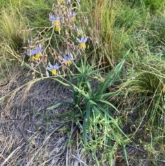 Dianella sp. aff. longifolia (Benambra) (Pale Flax Lily, Blue Flax Lily) at Mount Majura - 15 Feb 2024 by waltraud