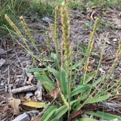 Plantago varia (Native Plaintain) at Mount Majura - 15 Feb 2024 by waltraud