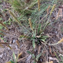 Plantago varia at Mount Majura - 15 Feb 2024