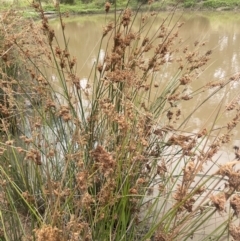 Juncus sarophorus (Broom Rush) at Brindabella National Park - 14 Feb 2024 by JaneR