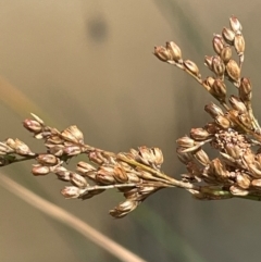 Juncus sarophorus at Brindabella National Park - 14 Feb 2024