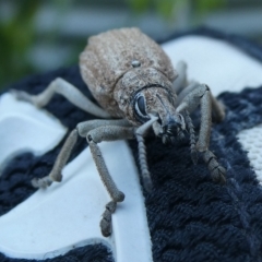 Leptopius robustus (Fruit tree root weevil) at Charleys Forest, NSW - 12 Feb 2024 by arjay