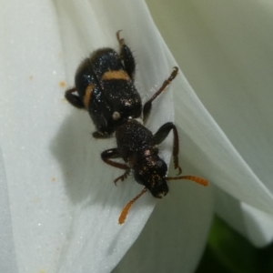 Eleale pulchra at QPRC LGA - 7 Jan 2024