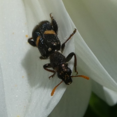 Eleale pulchra (Clerid beetle) at Charleys Forest, NSW - 7 Jan 2024 by arjay