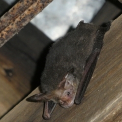 Nyctophilus geoffroyi (Lesser Long-eared Bat) at QPRC LGA - 12 Feb 2024 by arjay